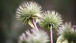 Two spiky green burdock seed pods on tall stems, shown in sharp focus against a blurred natural background