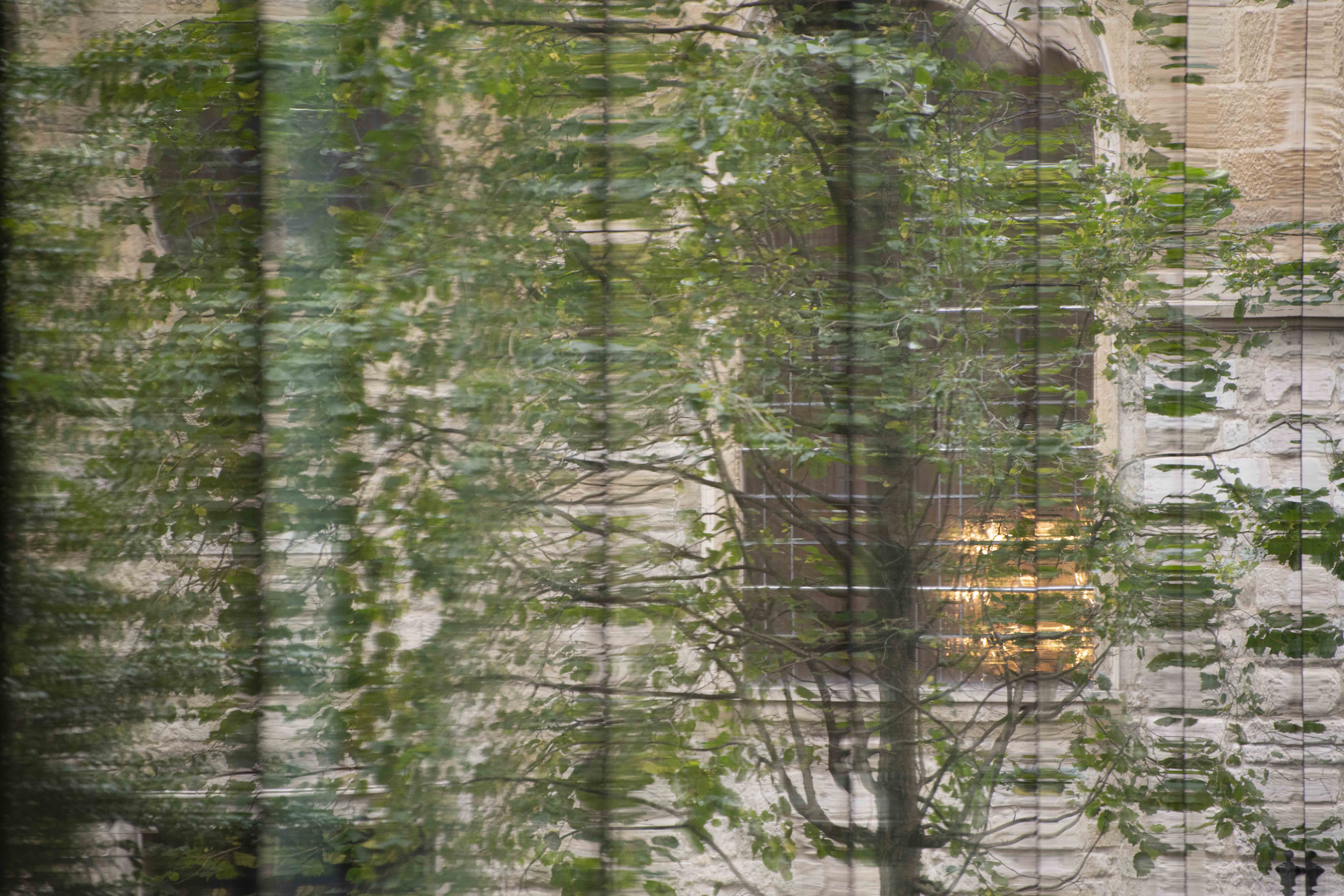 reflection of a tree in a window