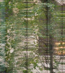reflection of a tree in a window