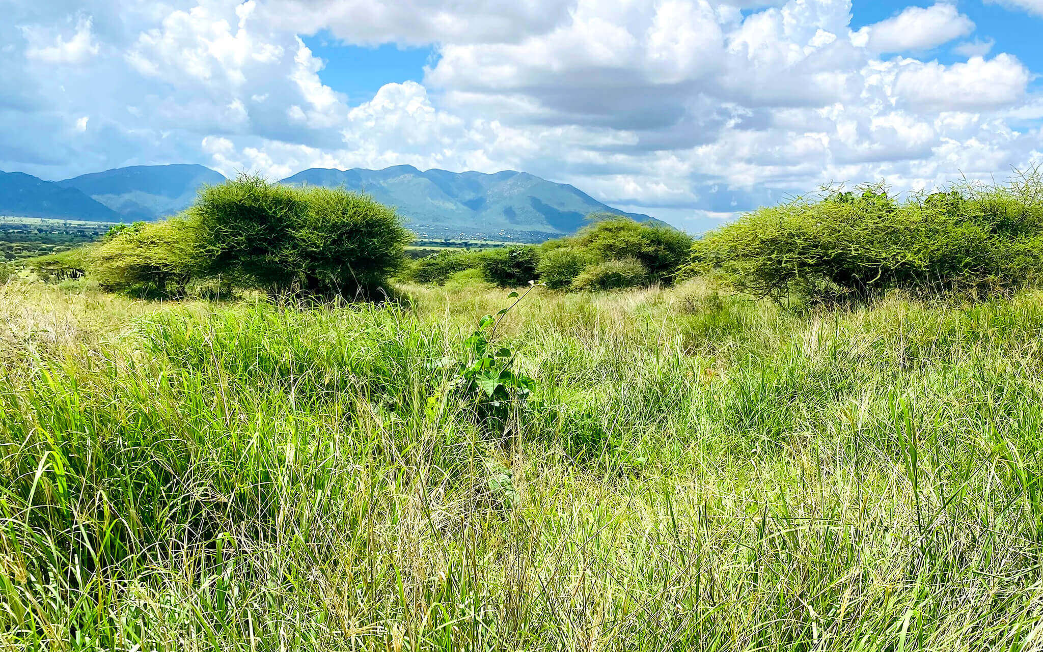 Green vegetation with mountain in background