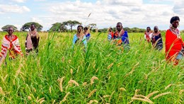 Loacl communities in sub-saharan Africa stood amongst tall grass