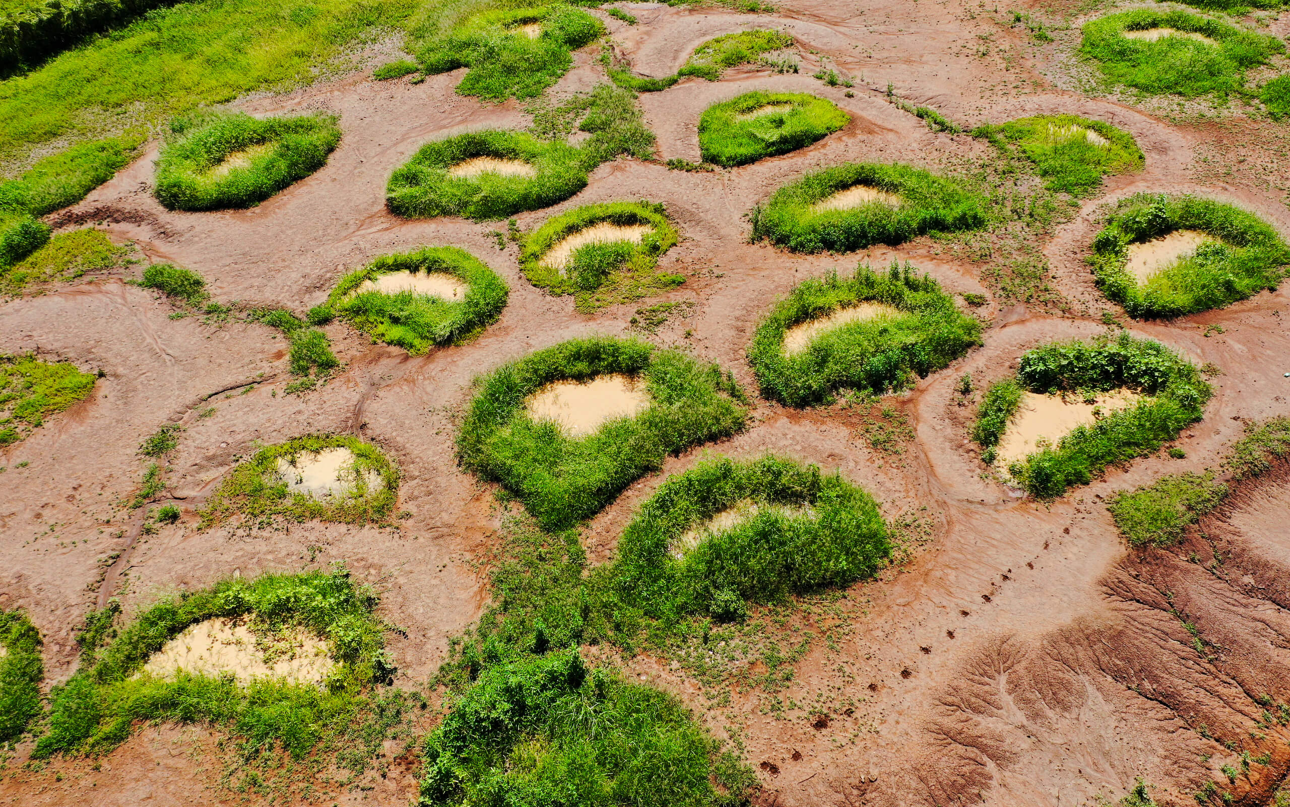 half moon shaped water bunds dug in the ground with vegetation growing out of them
