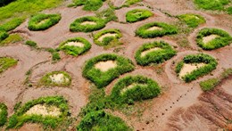 half moon shaped water bunds dug in the ground with vegetation growing out of them