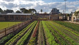 Pocket City Farms