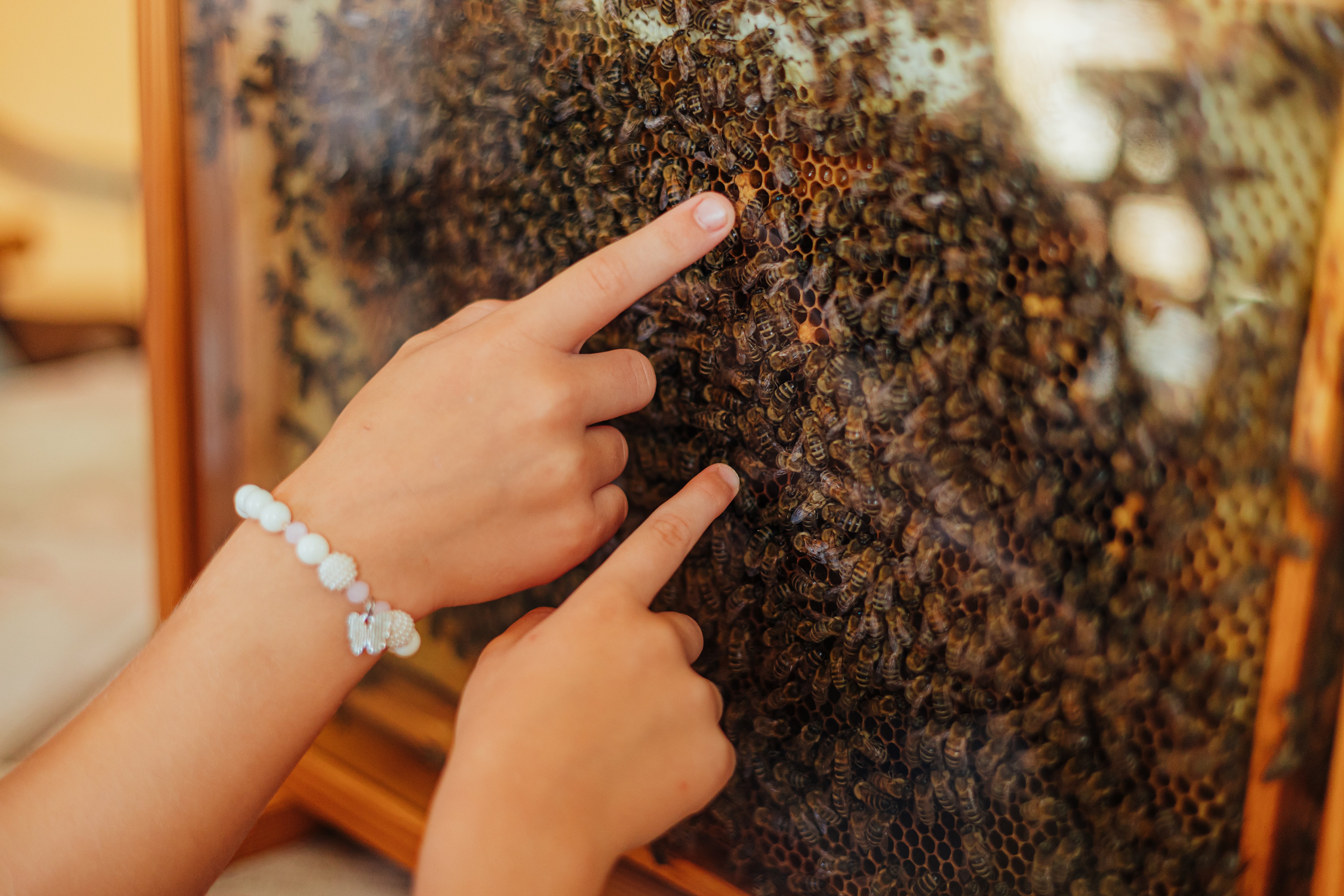 Students looking at beehive