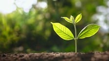 Plant