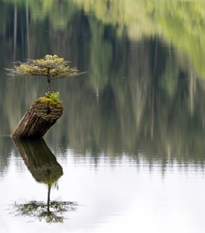 un arbre seul sur l'eau