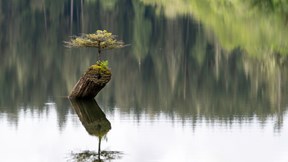 un arbre seul sur l'eau