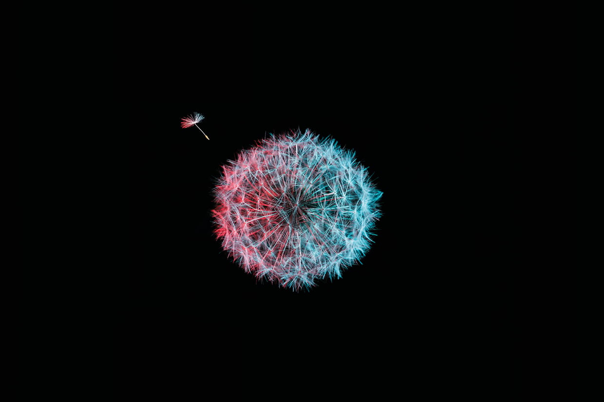 Dandelion
