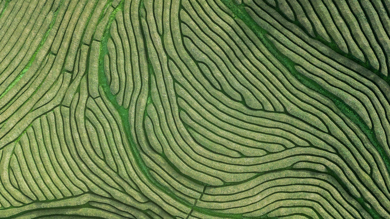 Rice fields shot from above 