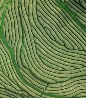 Rice fields shot from above