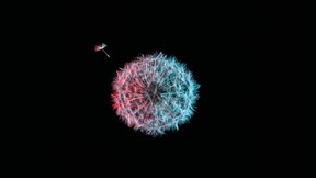 Image of a dandelion seed, with one aprt