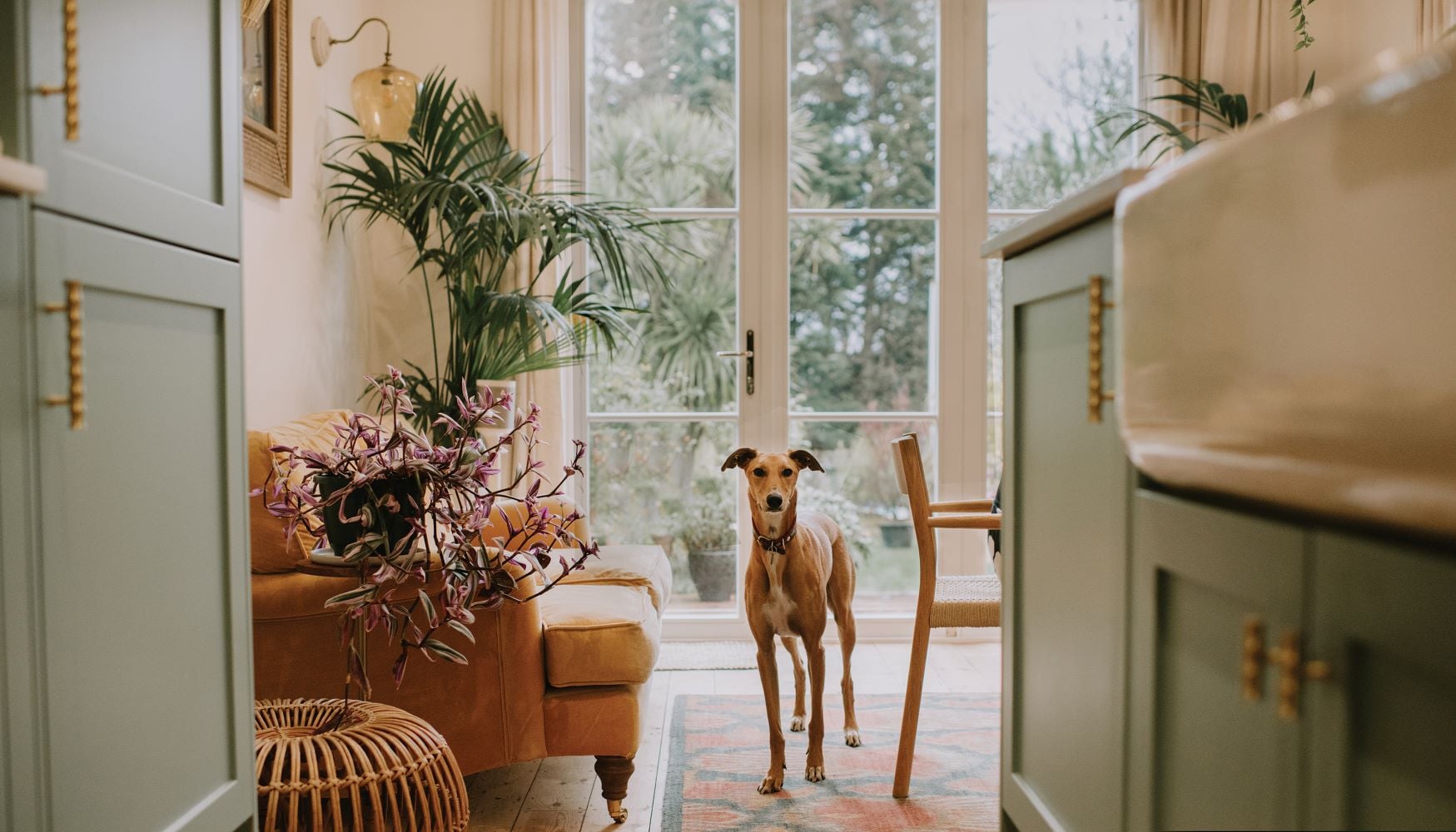 Image of a dog in a kitchen