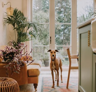 Image of a dog in a kitchen
