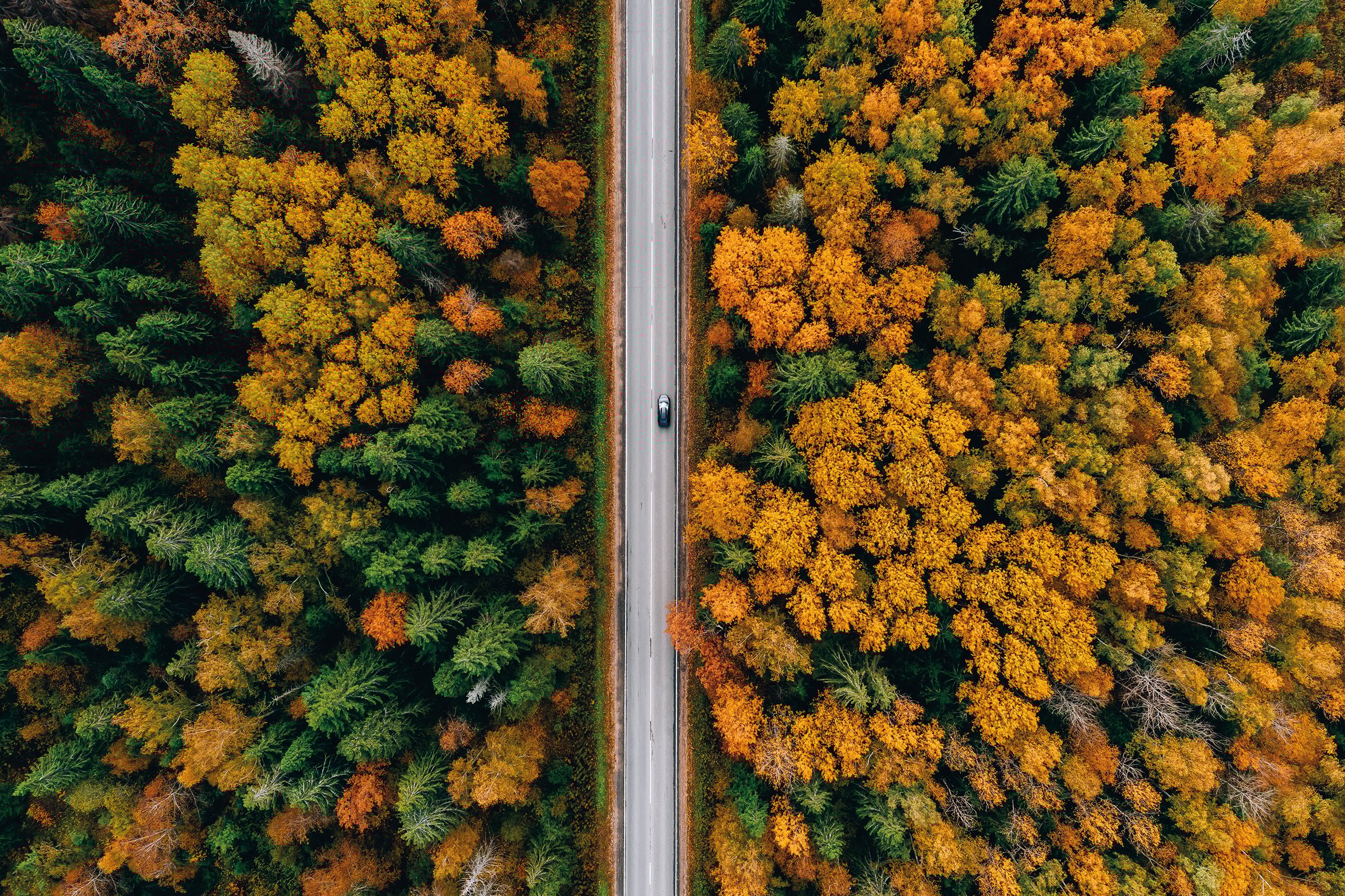 Autumn forest
