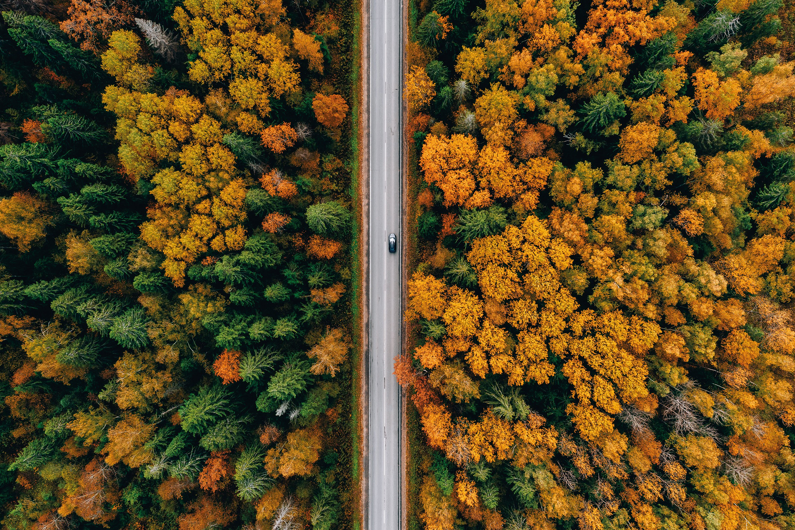 Autumn forest