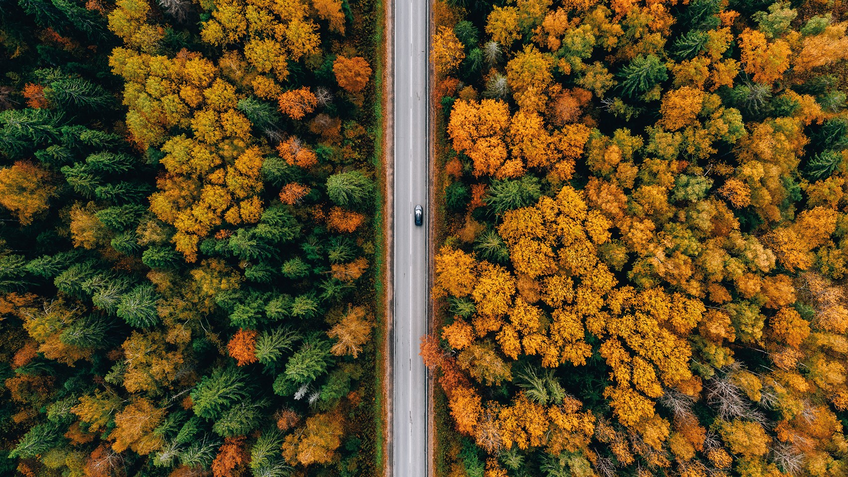 Autumn forest